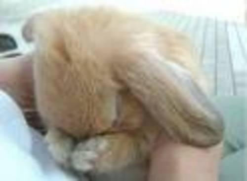 sad bunny