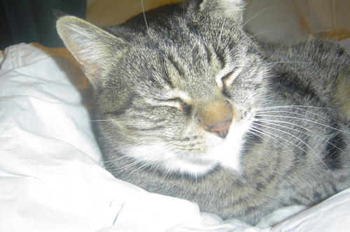 Sleepy Cat