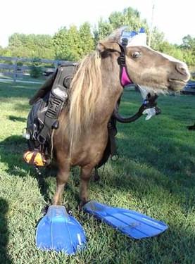 Scuba Horse