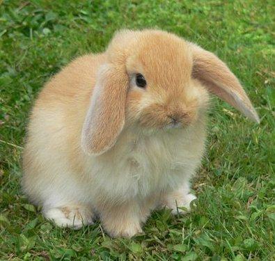 cute bunny