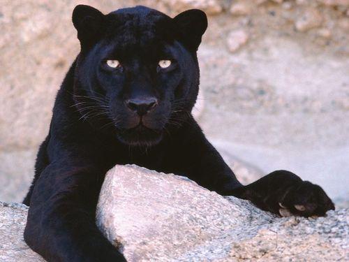 black panter