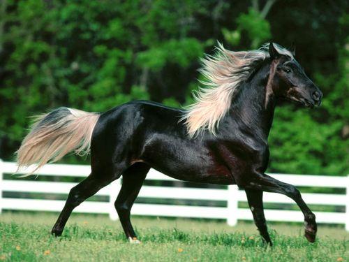 mountain horse