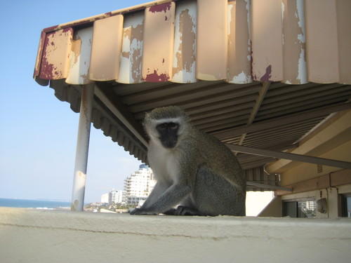 monkey