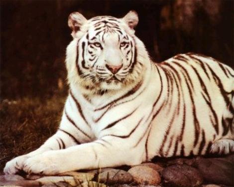 tiger