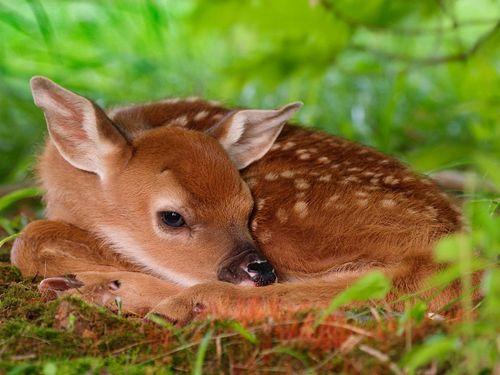 baby deer