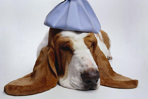dog with icebag