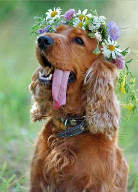 Pretty Pooch