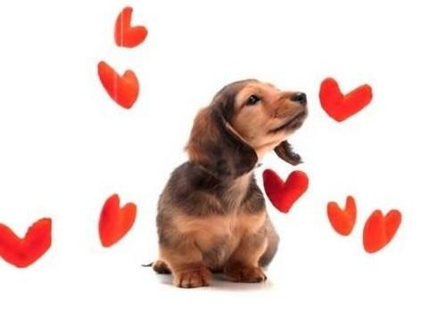 DOG & HEARTS