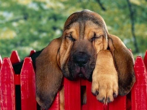 SLEEPY DOG