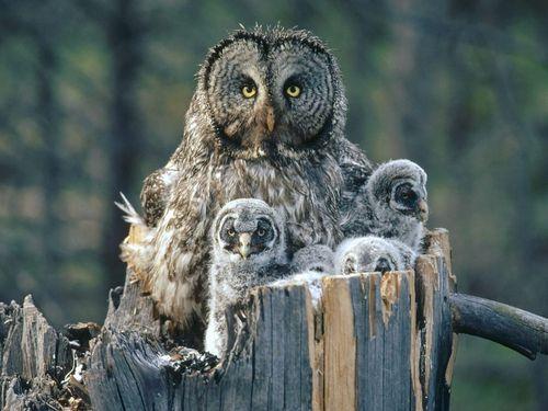 OWLS