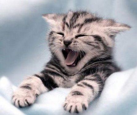 LAUGHING CAT