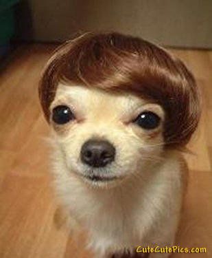 Dog with hair