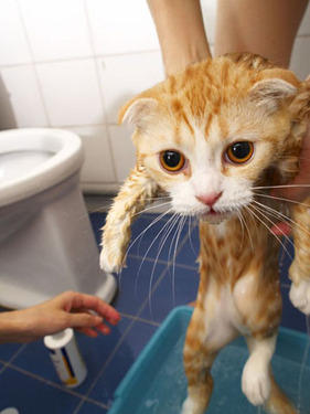 Wet cat