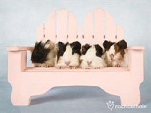 Guinea Pigs