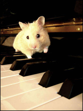 HAMSTER
