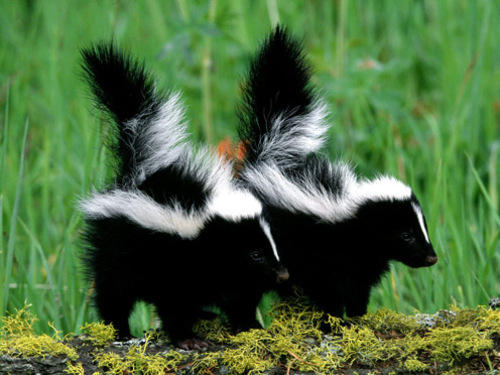 skunks