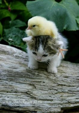 Cat And A Duck
