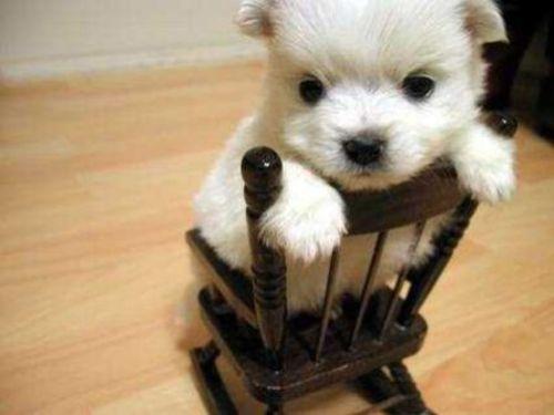 Dog On A Rocking Chair
