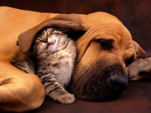 Cat & Dog