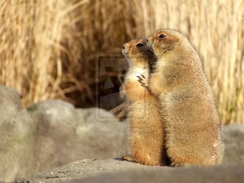 Prarie Dogs