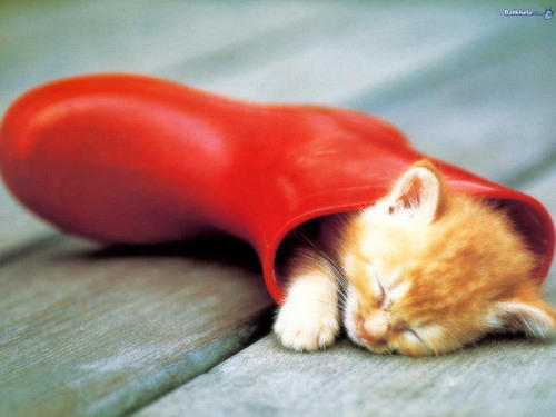 A kitten in a gumboot