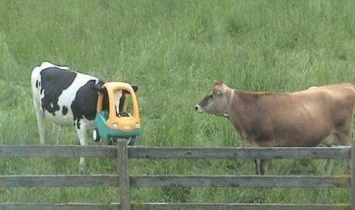 Cow with head stuck in toy car