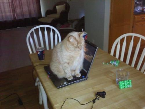 Cat sitting on a laptop