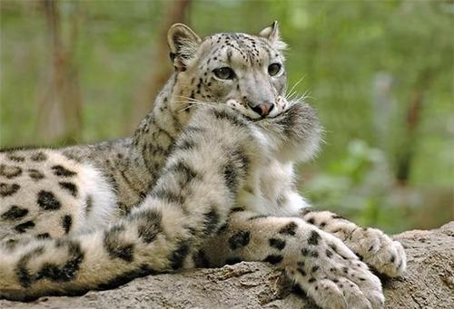 Leopard with its own tail in mouth