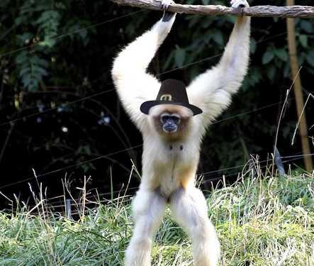 sloth with hat