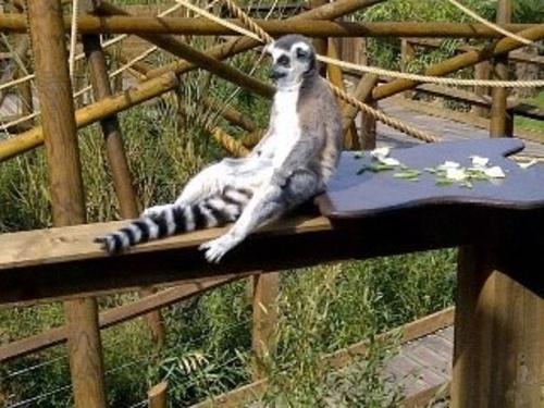 Leemur