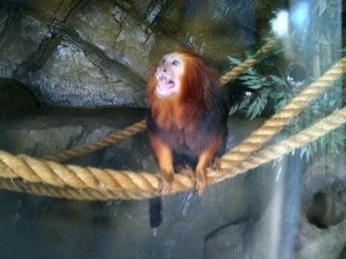 Monkey