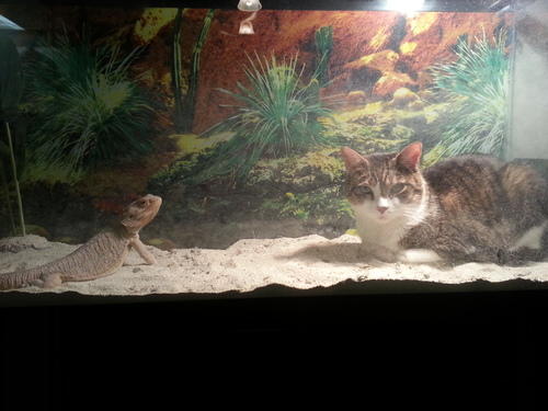 Cat inside Bearded Dragon tank